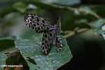 White butterfly with black polkadots -- borneo_6192