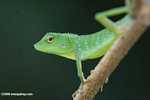 Green Tree Dragon ( Bronchocela cristatella ) -- borneo_6230