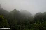 Borneo rainforest -- borneo_6242
