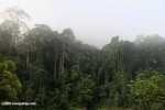 Borneo rainforest -- borneo_6245