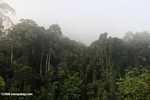 Borneo rainforest -- borneo_6246