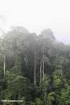 Borneo rainforest -- borneo_6247