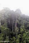 Borneo rainforest -- borneo_6248