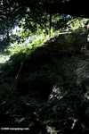 Coffin cave' at Danum Valley -- borneo_6265