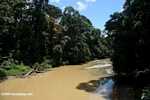 Borneo rainforest -- borneo_6296
