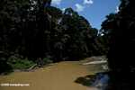 Borneo rainforest -- borneo_6297