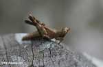 Brown grasshopper -- borneo_6312