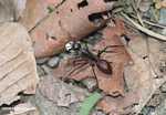 Giant ant -- borneo_6358