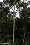 Canopy tree -- borneo_6364
