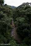 Borneo rainforest creek