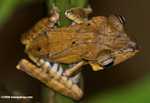 Light brown tree frog -- borneo_6387a