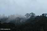 Mist rising from the Borneo rainforest -- borneo_6420