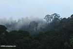 Mist rising from the Borneo rainforest -- borneo_6421
