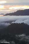 Mist rising from the Borneo rainforest -- borneo_6429