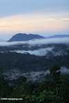 Mist rising from the Borneo rainforest -- borneo_6433