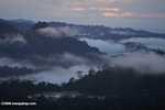 Mist rising from the Borneo rainforest -- borneo_6441