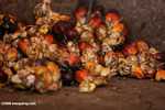 Oil palm fruits -- borneo_6474