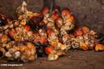 Oil palm fruits -- borneo_6475