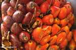 Oil palm fruit -- borneo_6499