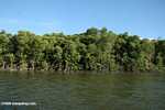Mangrove forest along the Sabang River -- borneo_6510