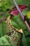 Slender pitcher plant (Nepenthes gracilis) -- borneo_6543