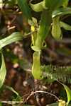Nepenthes mirabilis -- borneo_6550