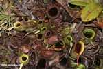 Nepenthes rafflesiana pitcher plant -- borneo_6555