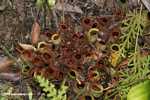 Nepenthes rafflesiana pitcher plant -- borneo_6557
