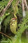 Nepenthes mirabilis -- borneo_6561