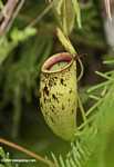 Nepenthes mirabilis -- borneo_6562