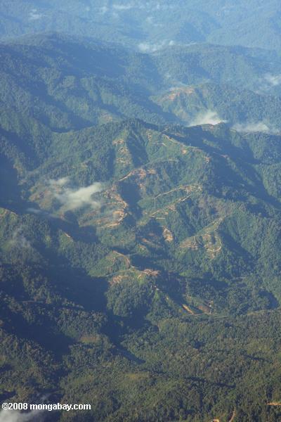 Аэрофотоснимок лесозаготовок дорог в Борнео