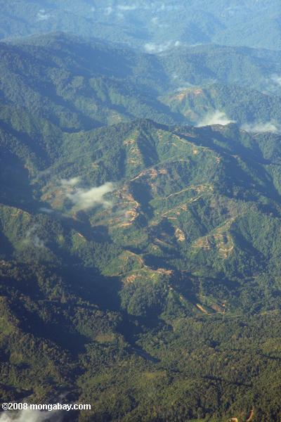Аэрофотоснимок лесозаготовок дорог в Борнео