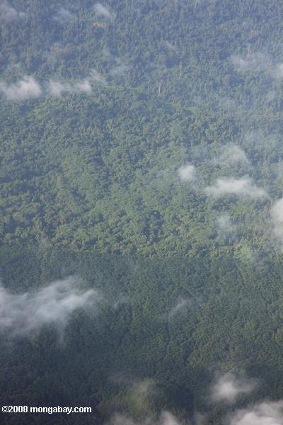 油ヤシのプランテーションと熱帯雨林を記録