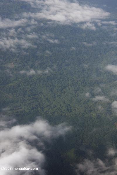 油ヤシのプランテーションと熱帯雨林の記録