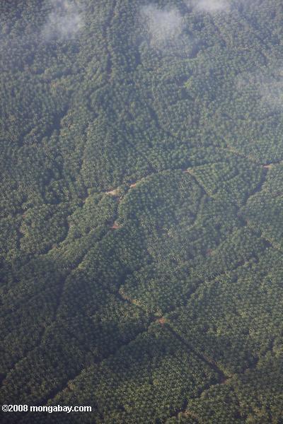 uma vista aérea de óleo de palma estate