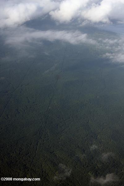 воздушные мнению масла пальмовых плантаций на Борнео