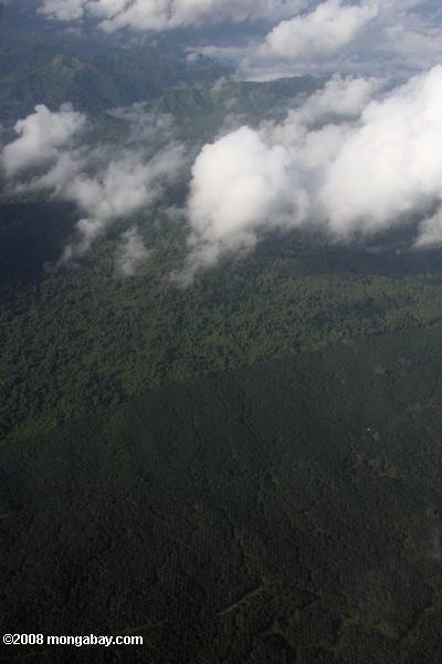 scharfen Kontrast zwischen Öl Palm Estate und ein angemeldet natürlichen Wald