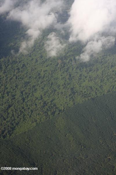 воздушные мнению масла пальмовых плантаций и в значительной степени вошли природных лесов