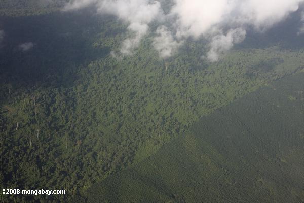 vista aérea de uma plantação de óleo de palma e de uma floresta natural fortemente conectado