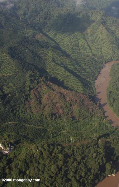óleo de palma para desmatamento