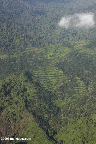 масла пальмовых плантаций в малайзийской Борнео