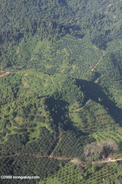 Öl-Palmen-Plantagen in Malaysia Borneo