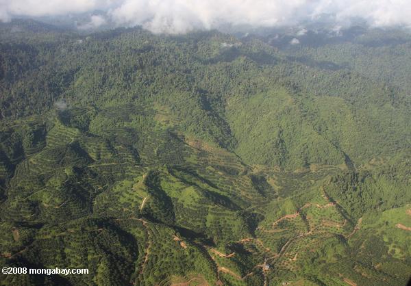 las plantaciones de aceite de palma en Malasia Borneo