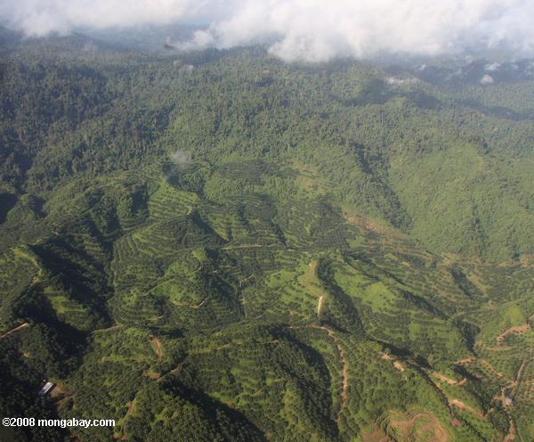 plantações de óleo de palma em Bornéu malaio