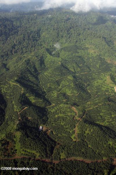 Öl-Palmen-Plantagen in Malaysia Borneo