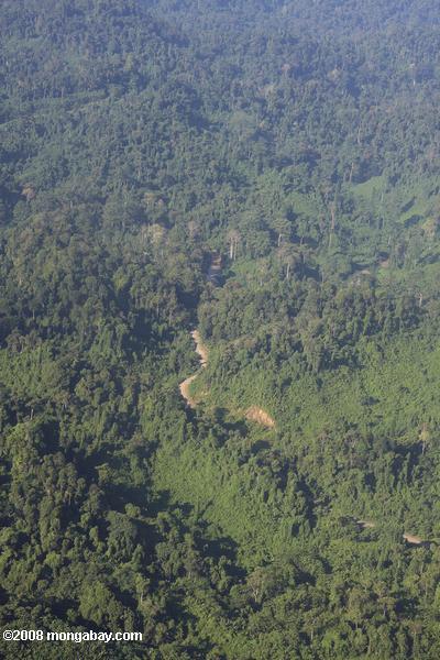 マレーシアのボルネオ島にはログイン森林