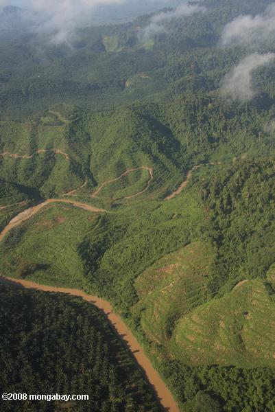 plantações de óleo de palma em Bornéu malaio