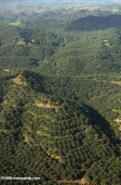 las plantaciones de aceite de palma en Malasia Borneo