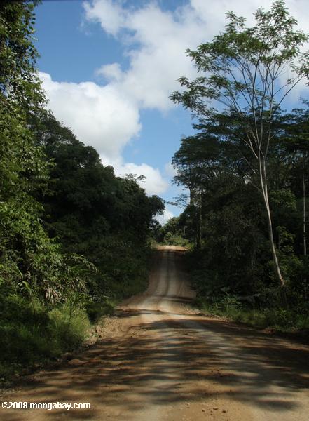 camino forestal en Borneo