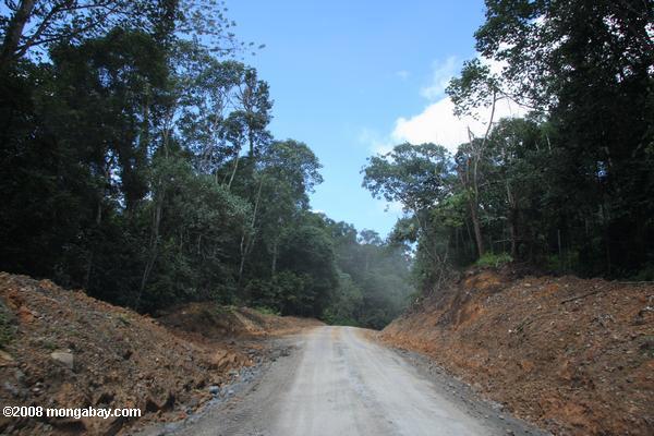 camino forestal en Borneo